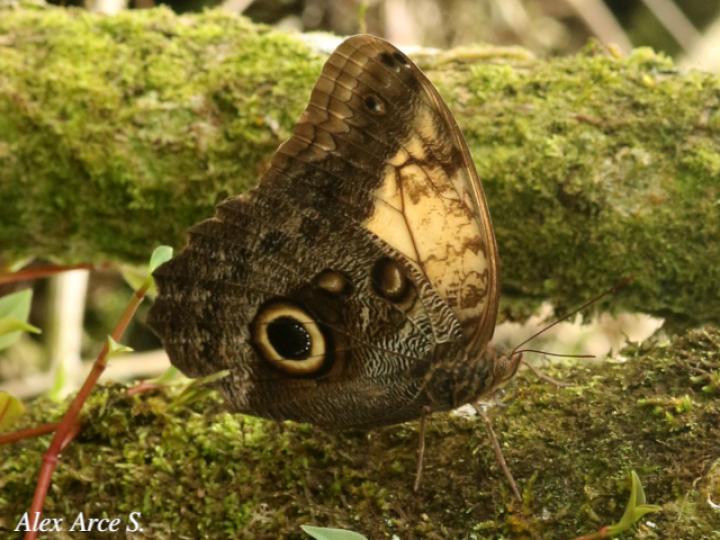 Caligo telamonius menus (Búo pálida)