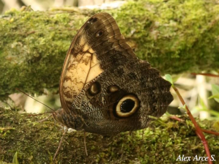 Caligo telamonius menus (Búo pálida)