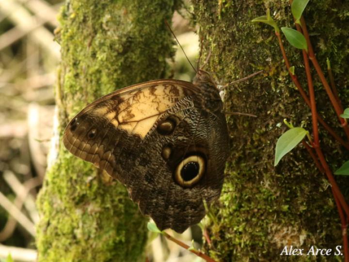 Caligo telamonius menus (Búo pálida)