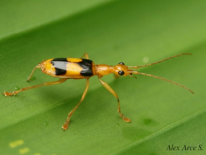 Calophaena ligata