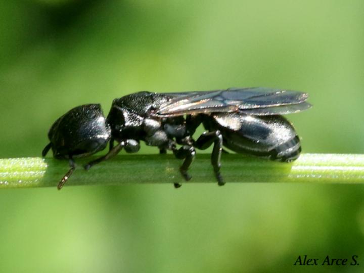 Cephalotes cordiventris