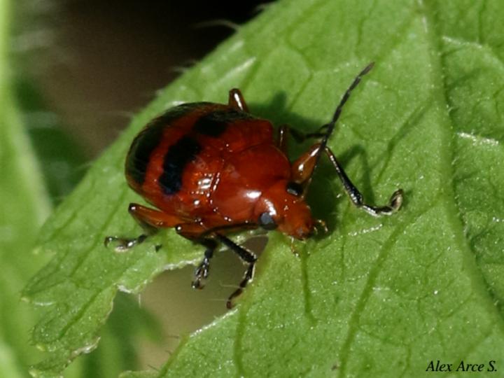 Chalcophana mutabilis