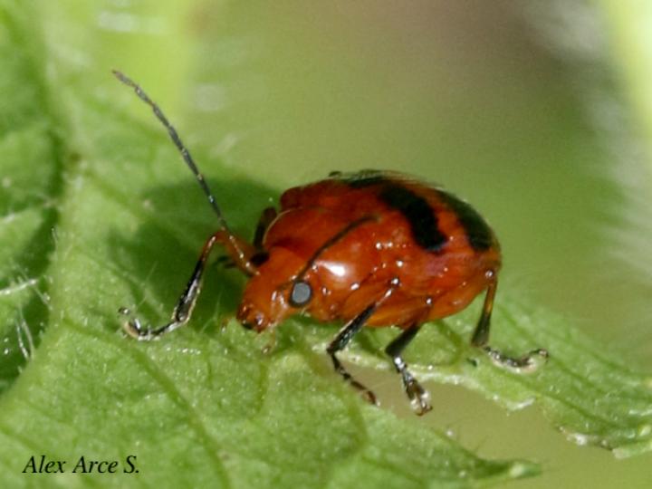 Chalcophana mutabilis