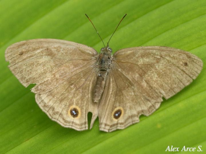 Cissia pseudoconfusa