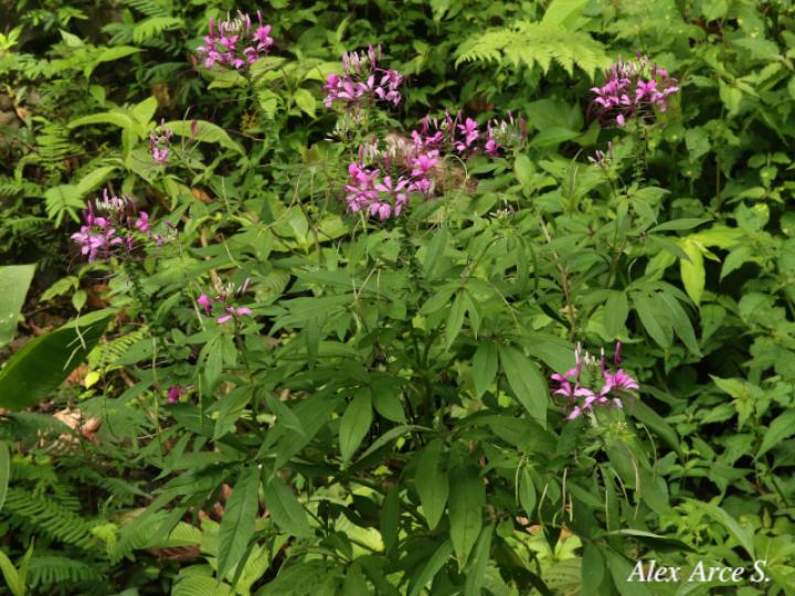 Cleome speciosa (Alelí, Pata de gallo)