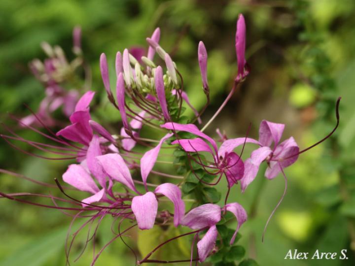 Cleome speciosa (Alelí, Pata de gallo)