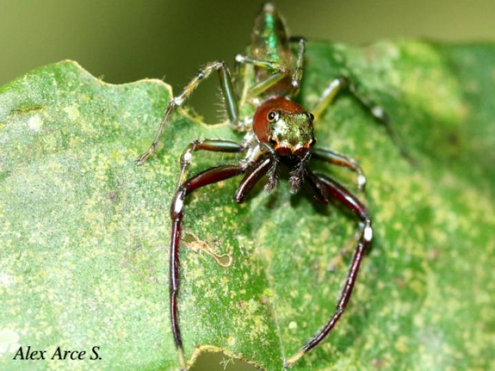 Cobanus mandibularis
