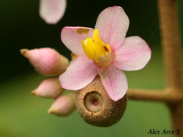 Conostegia subcrustulata (Uña de gato)