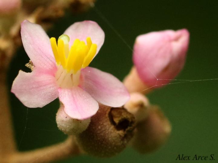 Conostegia subcrustulata (Uña de gato)