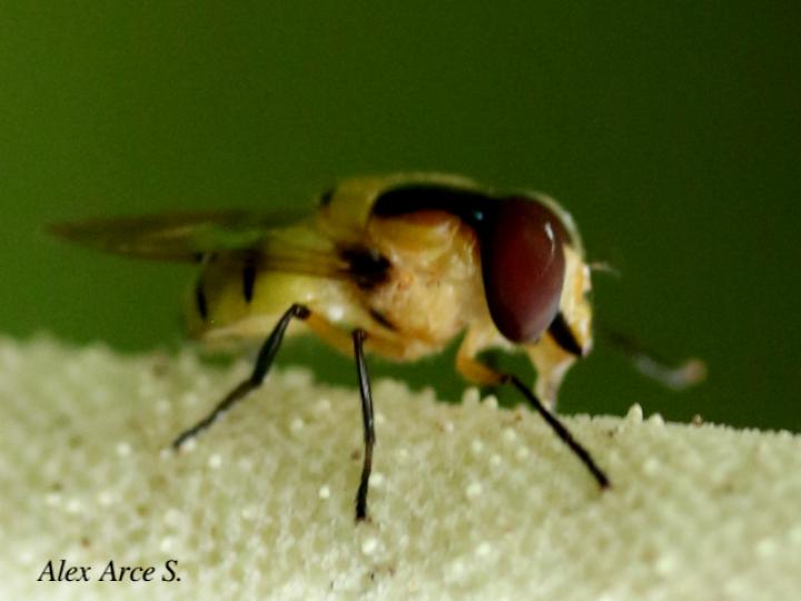 Copestylum vagum