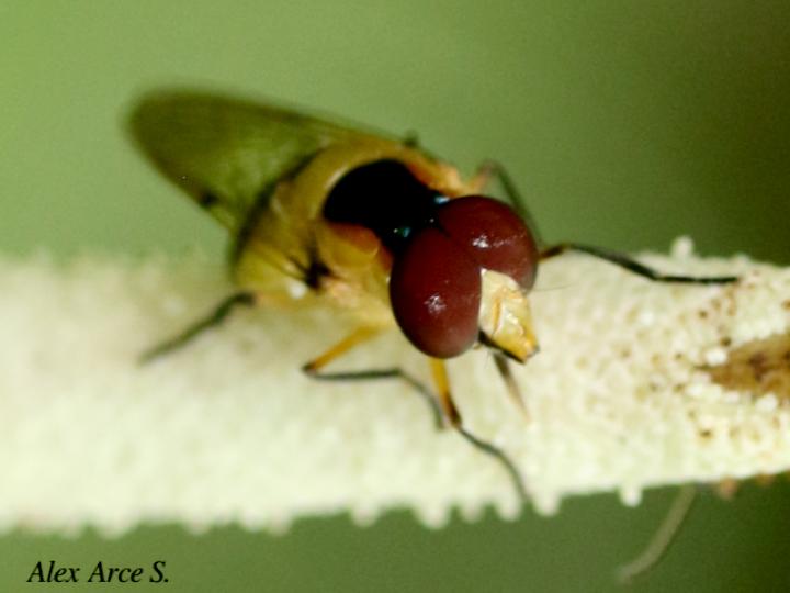 Copestylum vagum