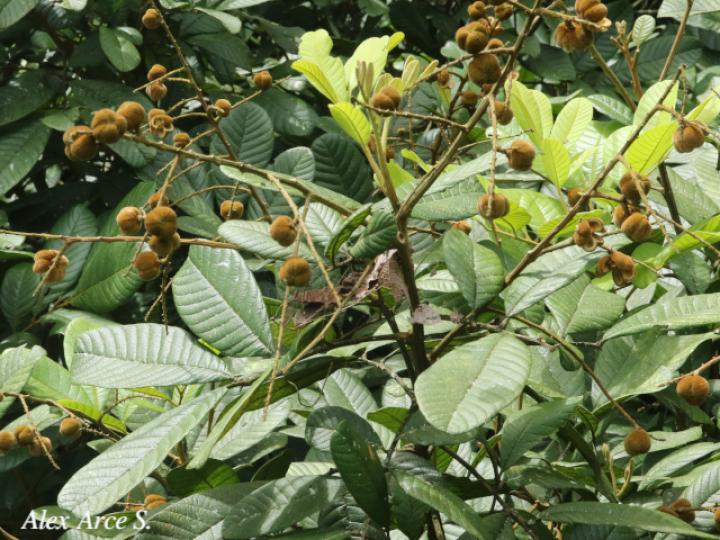 Cupania rufescens (Guavillo)