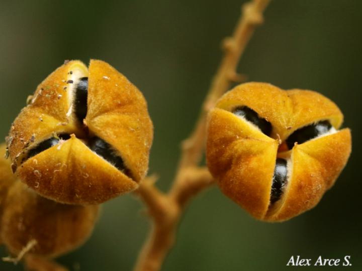 Cupania rufescens (Guavillo)