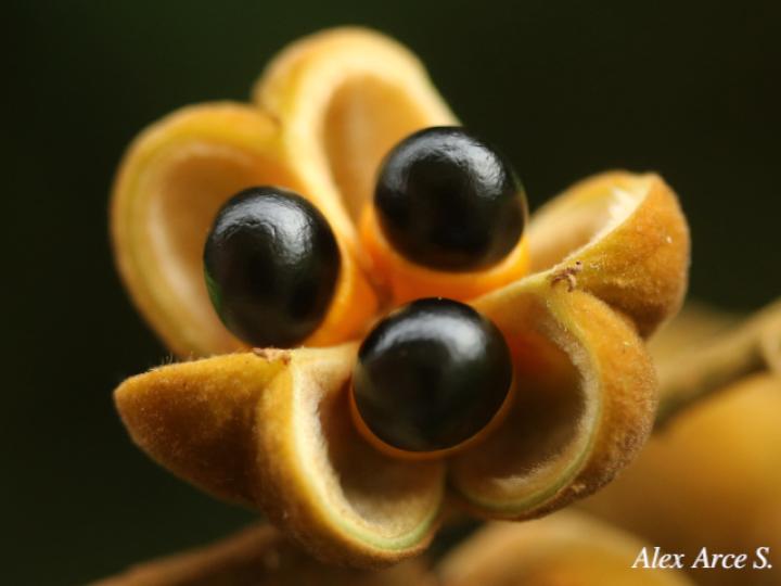 Cupania rufescens (Guavillo)