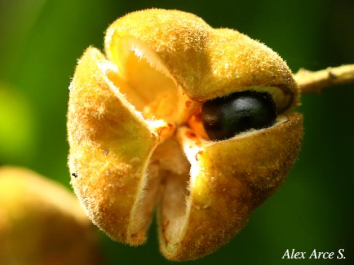 Cupania rufescens (Guavillo)