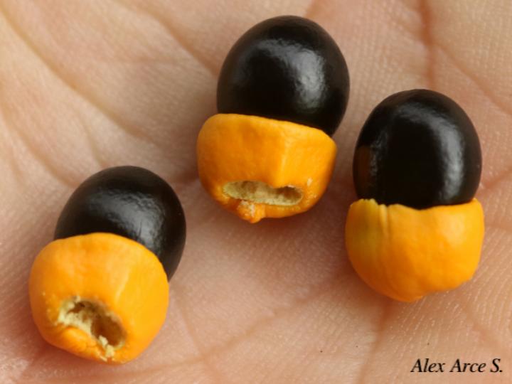 Cupania rufescens (Guavillo)