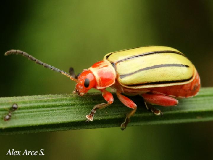 Disonycha quinquelineata