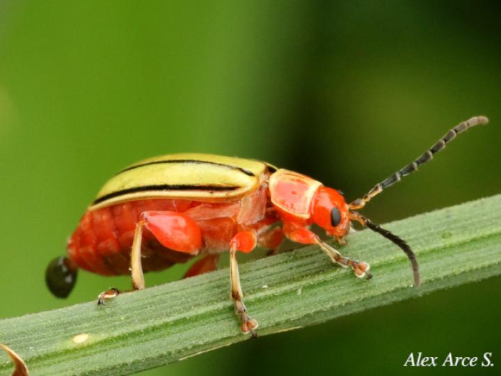 Disonycha quinquelineata