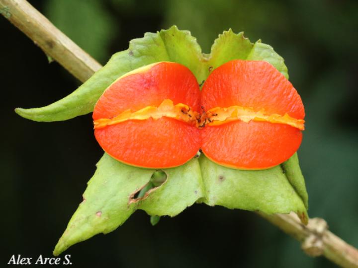 Drymonia serrulata (Viejitas)