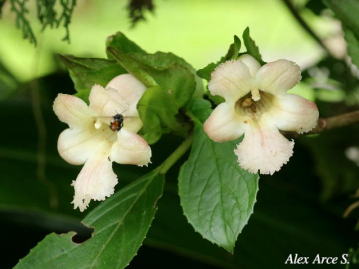 Drymonia serrulata (Viejitas)