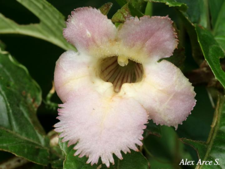 Drymonia serrulata (Viejitas)