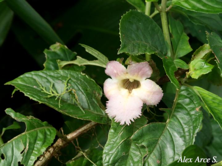 Drymonia serrulata (Viejitas)