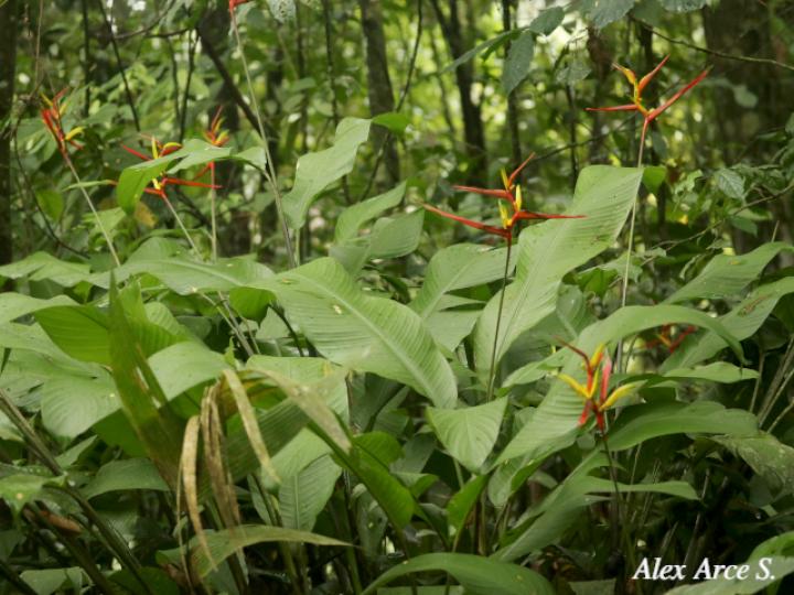 Heliconia vaginalis