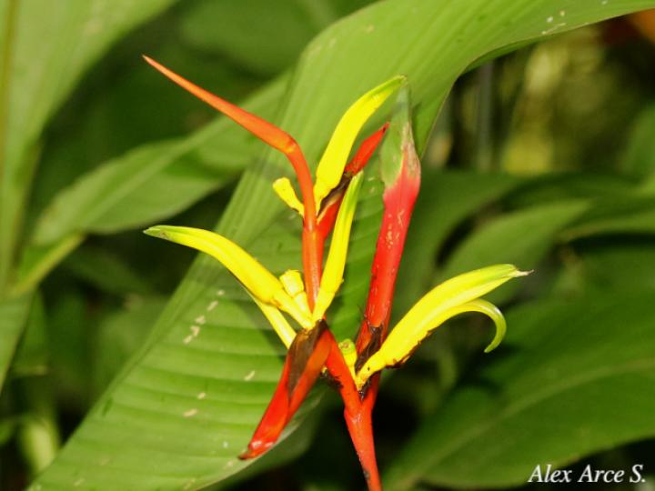 Heliconia vaginalis