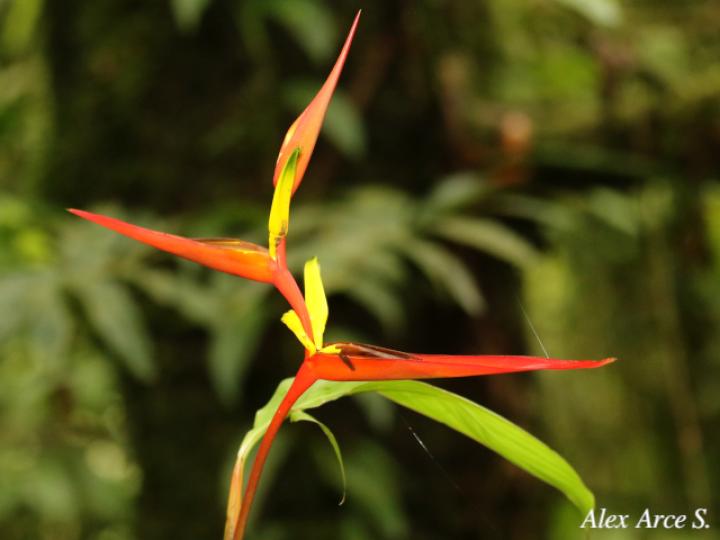 Heliconia vaginalis