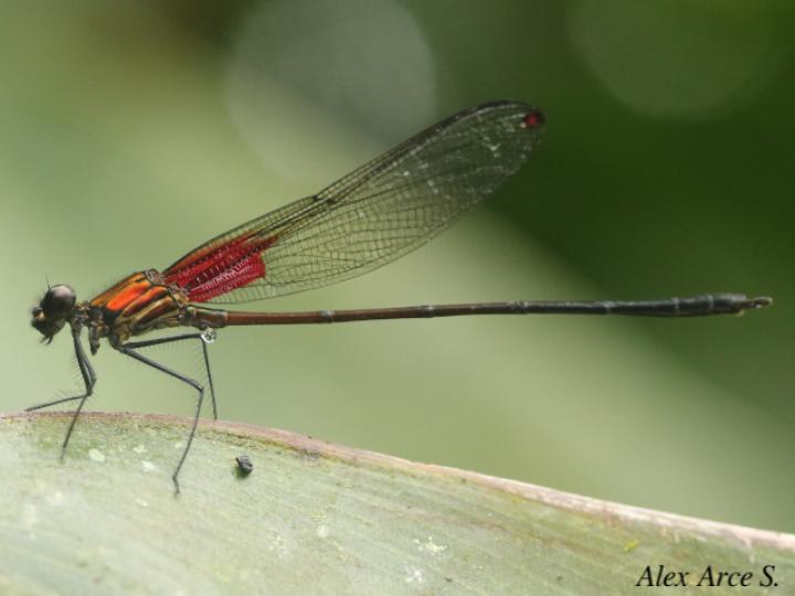 Hetaerina cruentata (Caballito escarlata)