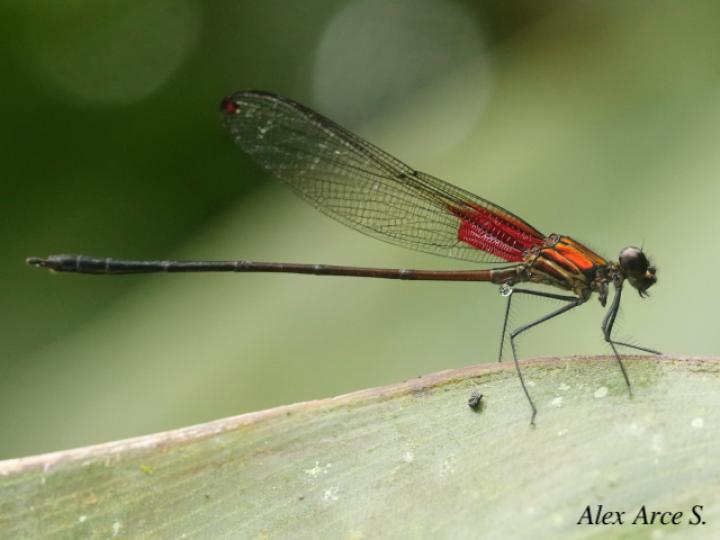 Hetaerina cruentata (Caballito escarlata)