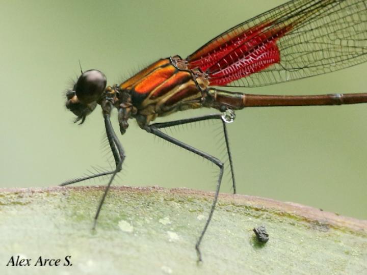 Hetaerina cruentata (Caballito escarlata)