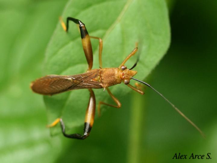 Hyalymenus pulcher