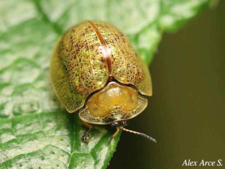 Hybosa mellicula