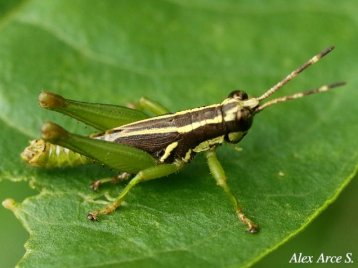 Leptomerinthoprora brevipennis