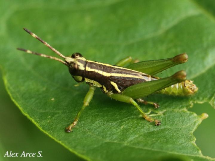 Leptomerinthoprora brevipennis