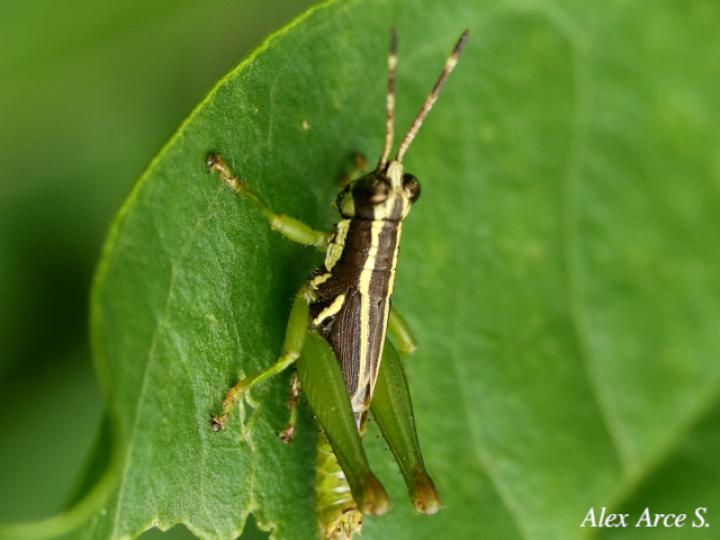 Leptomerinthoprora brevipennis