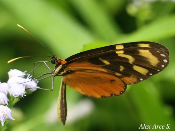 Mechanitis polymnia isthmia