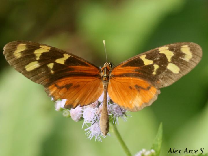 Mechanitis polymnia isthmia