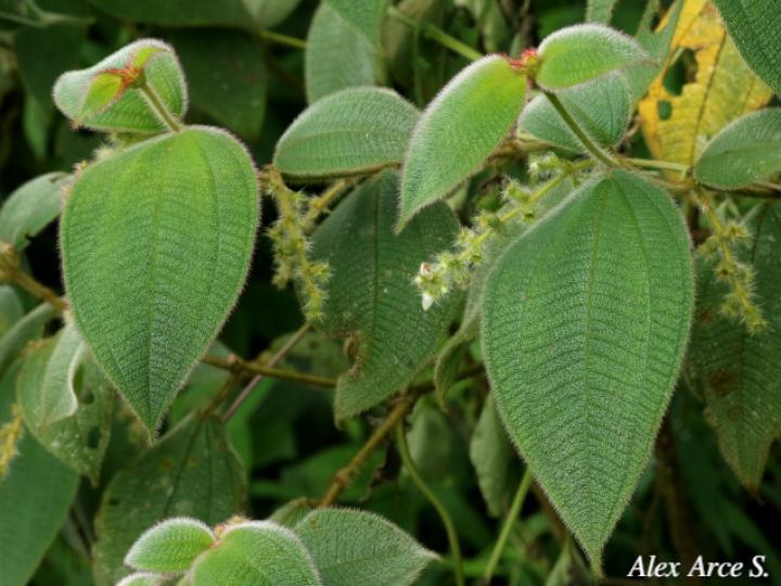 Miconia dependens 
