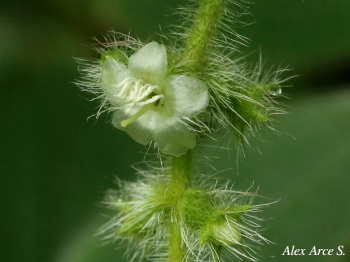 Miconia dependens 