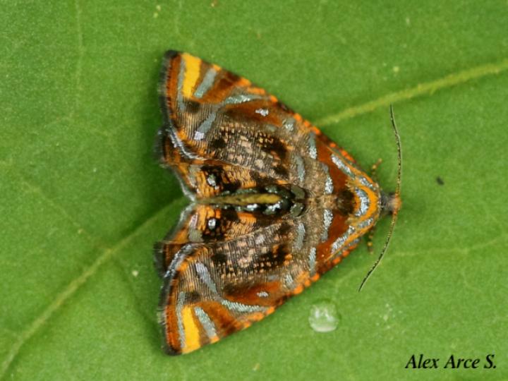Mictopsichia mincae