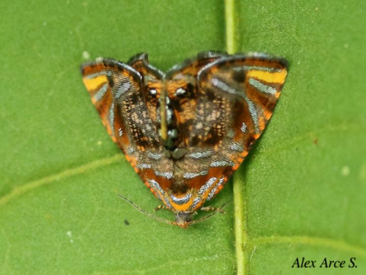 Mictopsichia mincae