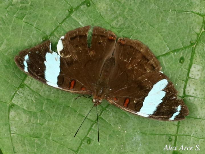 Nessaea aglaura aglaura (Nessaea norteña)