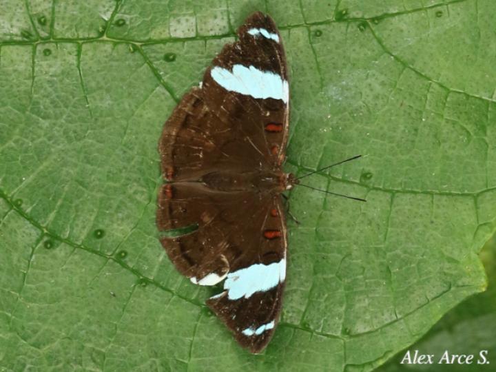 Nessaea aglaura aglaura (Nessaea norteña)