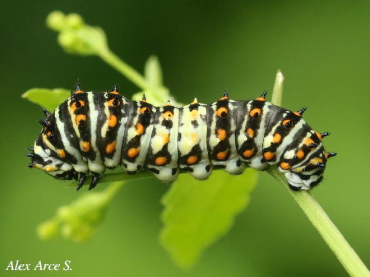 Papilio polyxenes stabilis (Cola de golondrina negra centroamericana)