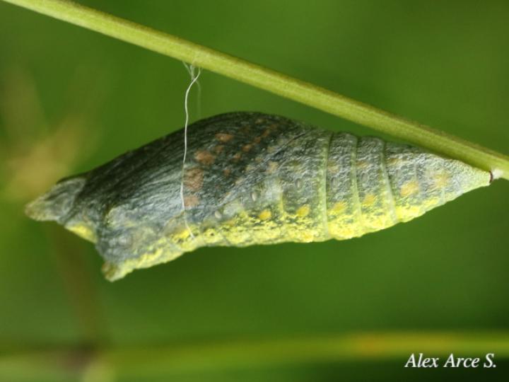 Papilio polyxenes stabilis (Cola de golondrina negra centroamericana)