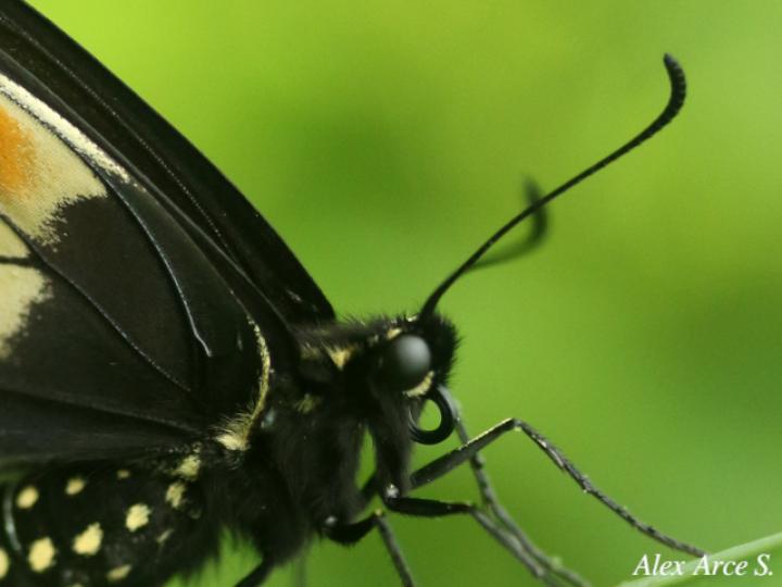 Papilio polyxenes stabilis (Cola de golondrina negra centroamericana)