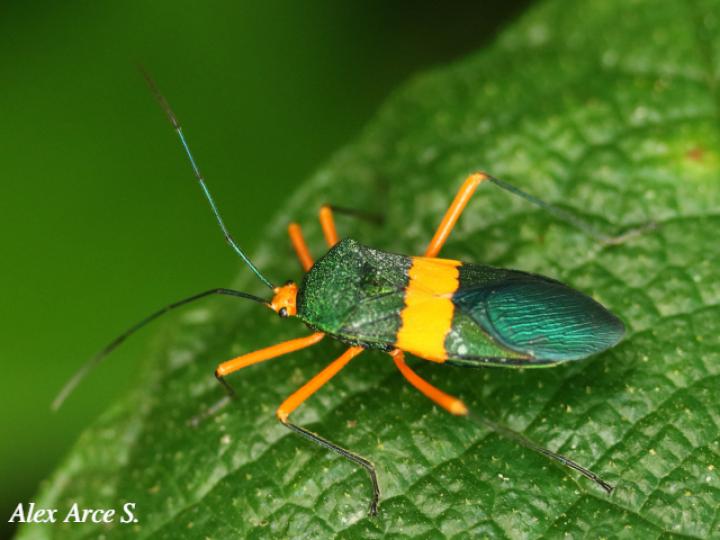 Paryphes blandus