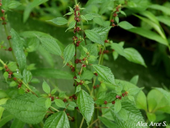 Phenax sonneratii